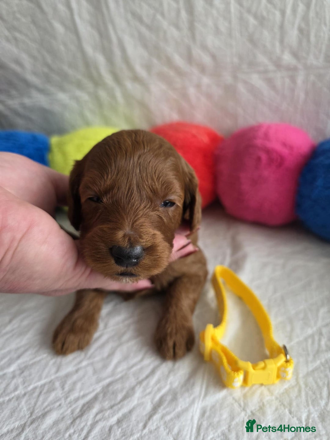 Mini Goldendoodle dogs for sale: 👑Superb Rare Toy/Mini Deepest Red Goldendoodles👑 - Image 11