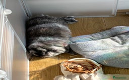 Mini Lop rabbits for sale: Earl Grey  - Image 3