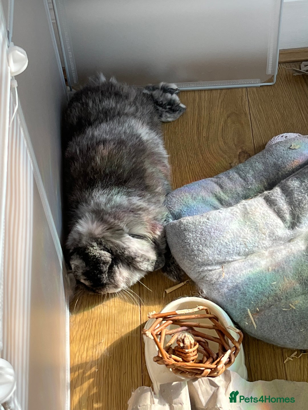 Mini Lop rabbits for sale: Earl Grey  - Image 3