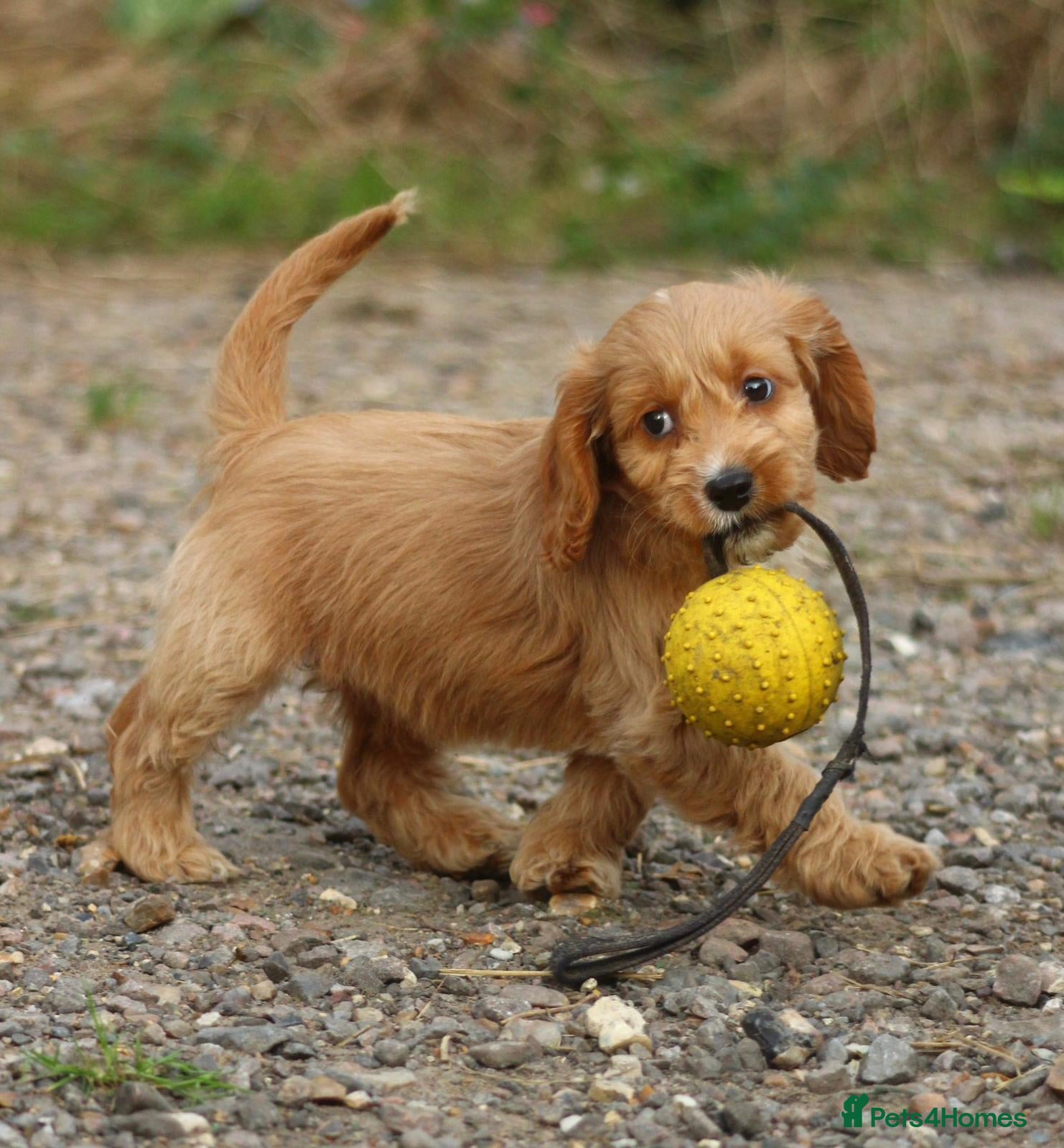 Cockapoo dogs Gorgeous small cockerpoos READY NOW - Advert 17
