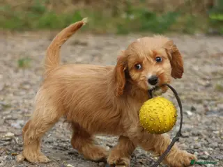 Cockapoo dogs Gorgeous small cockerpoos READY NOW - Advert 17