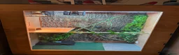 Iguana reptiles for sale: Female green iguana  - Advert 5