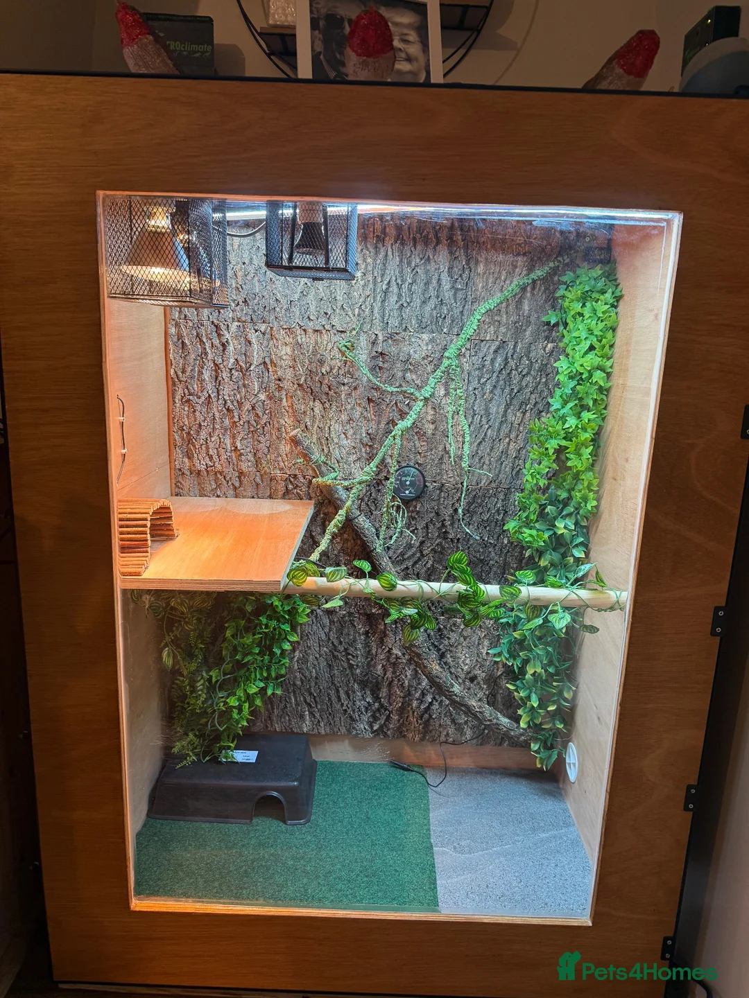 Iguana reptiles for sale: Female green iguana  - Advert 5