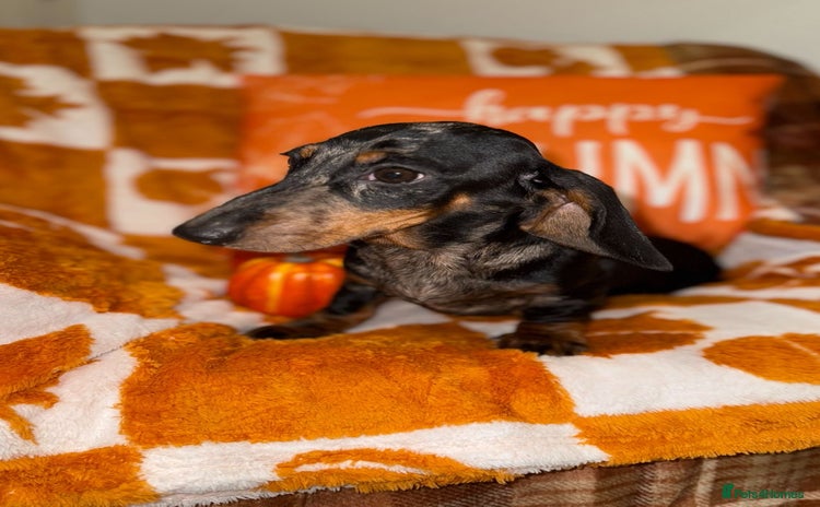 Miniature Dachshund dogs - Advert 1