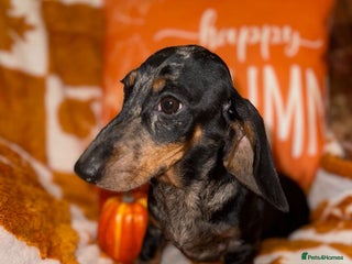 Miniature Dachshund dogs - Advert 12