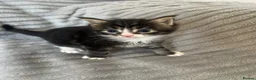 Maine Coon cats for sale: Beautiful Maine coon kittens - Advert 14