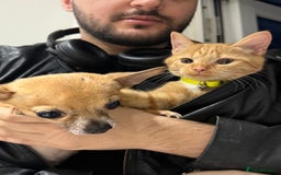 Mixed Breed cats for sale: Ginger cat/ 7 months old  - Image 7
