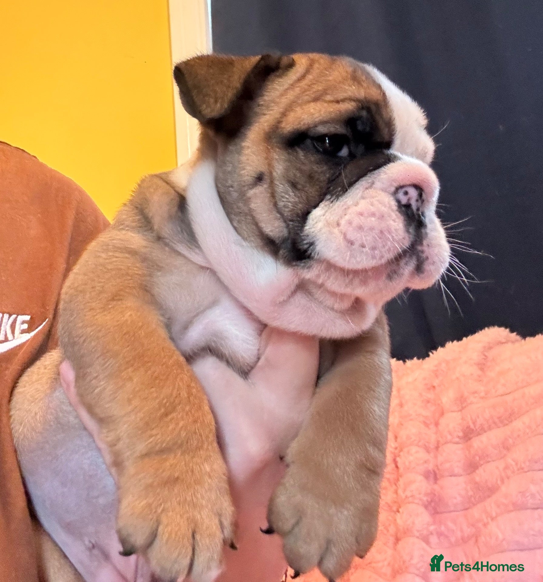 English Bulldog dogs LAST BEAUTIFUL GIRL Traditional British bulldogs  - Advert 13