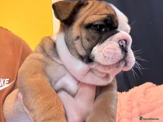 English Bulldog dogs LAST BEAUTIFUL GIRL Traditional British bulldogs - Advert 13