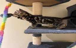 Maine Coon cats for sale: 🐾 Ragdoll × Maine Coon Kittens 🐾 - Image 15