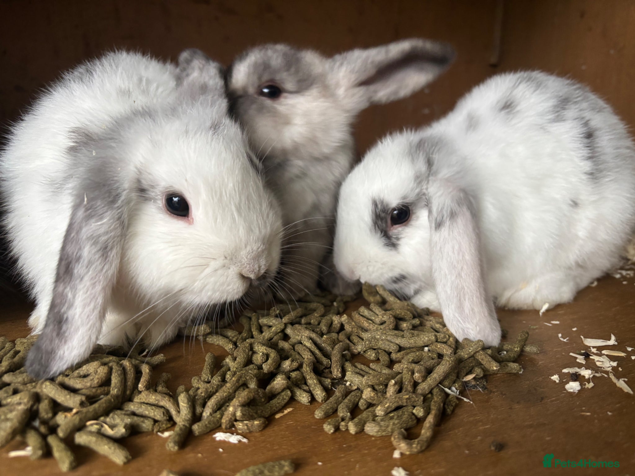 Mini Lop rabbits female mini lops  - Advert 1