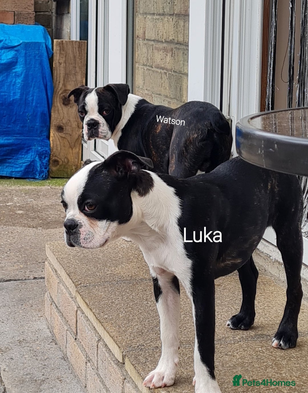 Boston Terrier dogs for sale: Need home,s ASAP  - Image 6