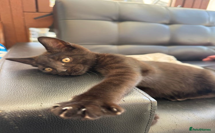 Domestic Shorthair cats - Advert 1