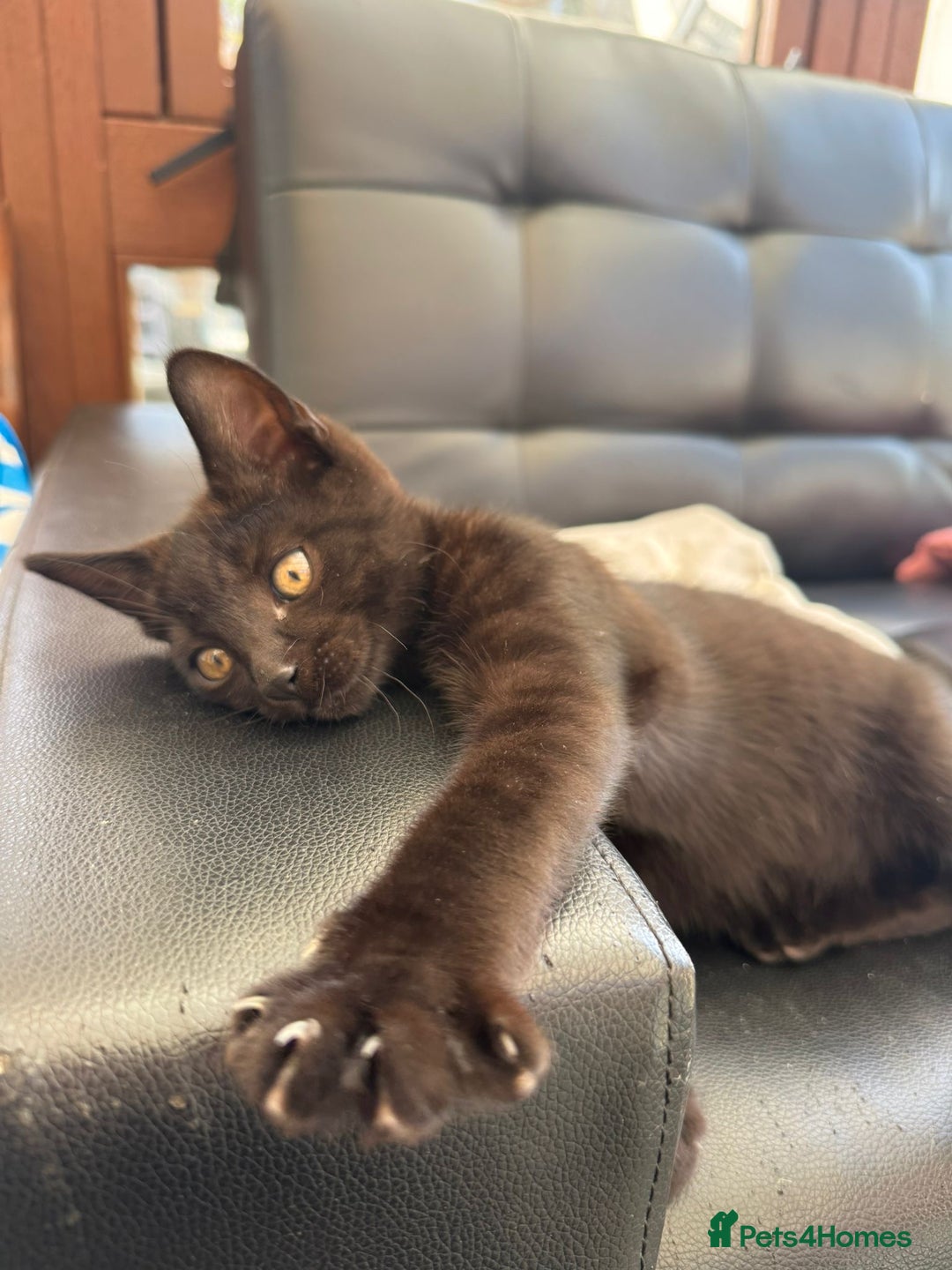 Domestic Shorthair cats for sale: Gorgeous kittens looking for lovely home - Image 1