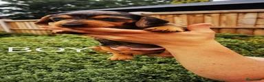 Dachshund 4