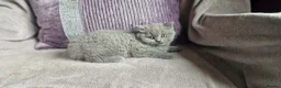 British Shorthair cats for sale: British shorthair scottish fold British longhair  - Advert 7