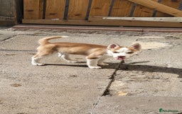 Siberian Husky dogs for sale: Siberian husky puppies (ready forever loving home) - Image 4
