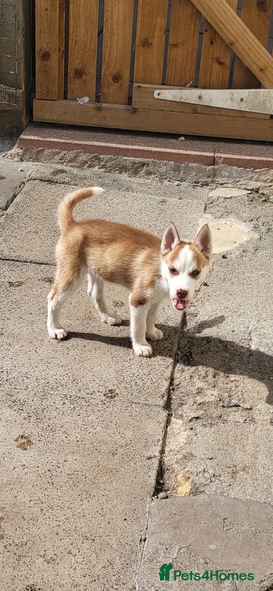 Siberian Husky dogs for sale: Siberian husky puppies (ready forever loving home) - Image 4