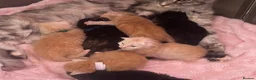 Maine Coon cats for sale: TICA REGISTERED MAINE COON KITTENS  - Advert 19