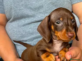 Miniature Dachshund dogs Miniature dachshund puppies - Advert 5
