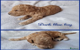 Mixed Breed dogs for sale: Stunning Australian labradoodles - Image 5