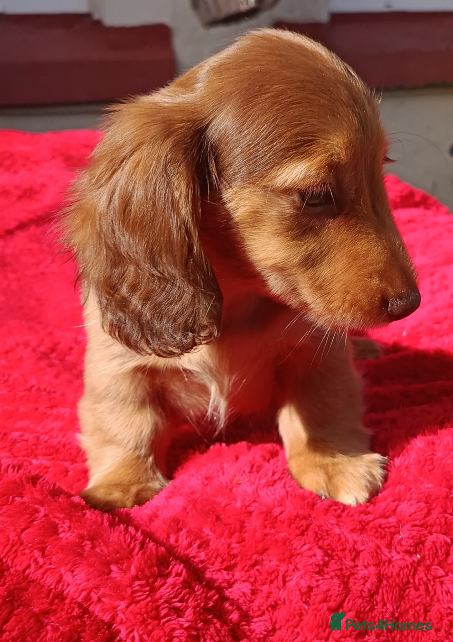 Miniature Dachshund dogs READY NOW LH SHADED CREAM MINI KC REG PRA CLEAR - Advert 2