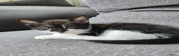 Mixed Breed cats for sale: 🐾GORGEOUS KITTENS READY FOR THEIR FOREVER HOMES🐾 - Advert 29
