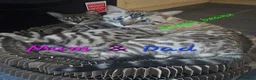 Bengal cats for sale: Snow mink bengals ready now - Advert 22