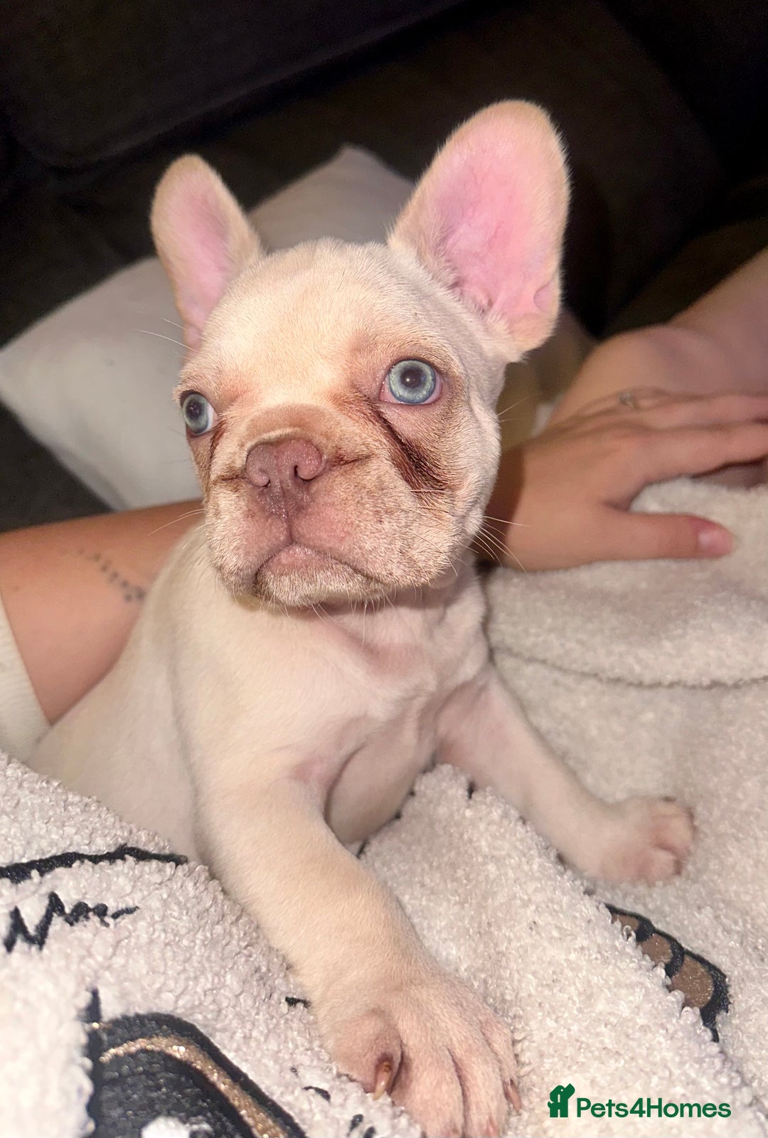 French Bulldog dogs for sale: READY NOW!! KC registered French bulldogs - Image 24