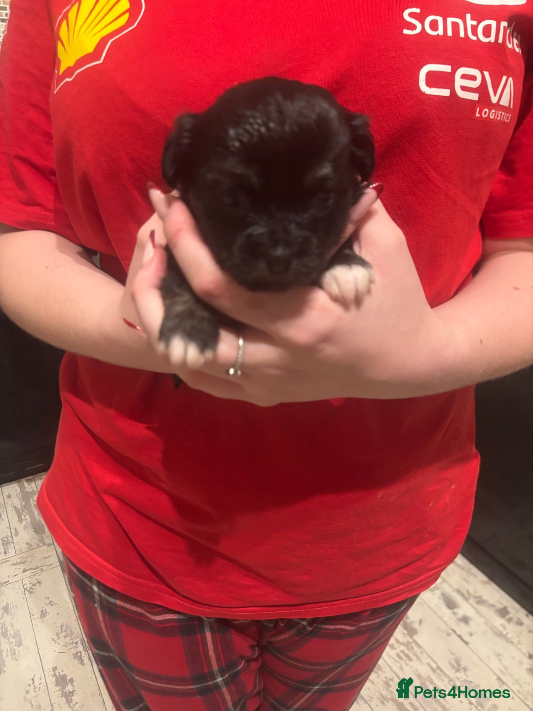 Chihuahua dogs for sale: Chihuahua pups - Advert 25