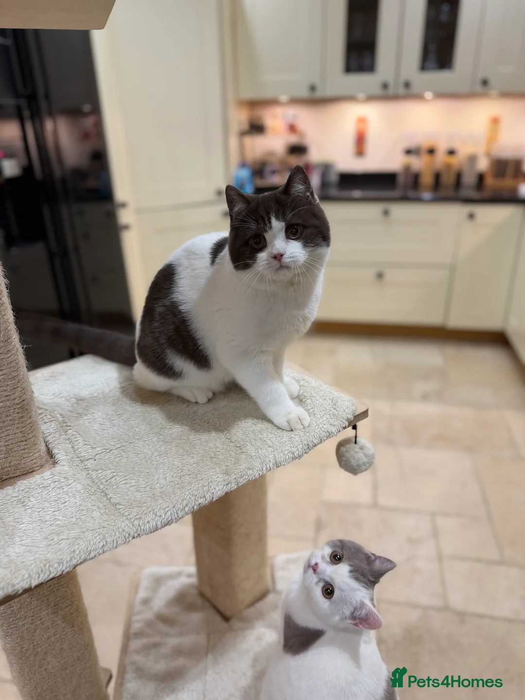 British Shorthair cats for sale: READY NOW - REGISTERED FULL PEDIGREE BSH - Advert 9