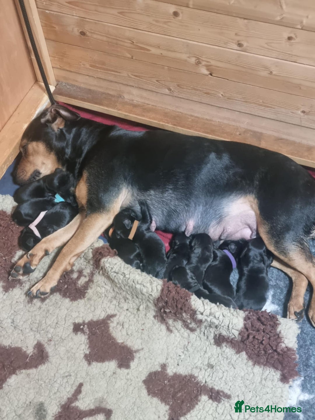 Mixed Breed dogs for sale: Rottweiler/Staffy x Sprocker - Advert 2