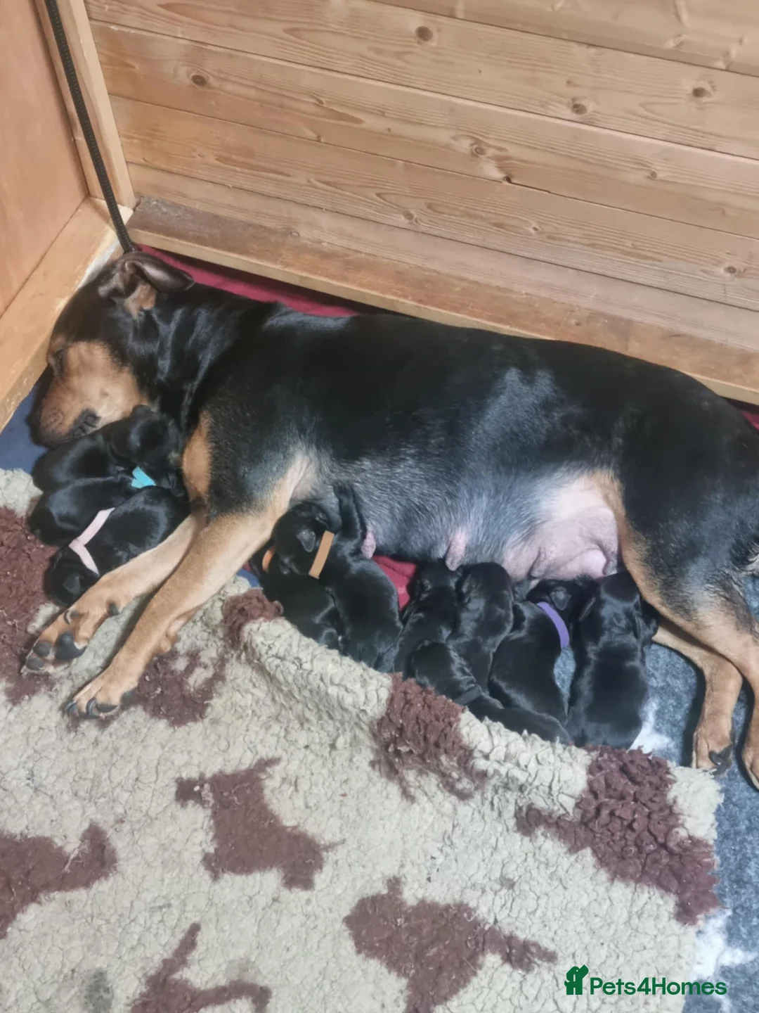 Mixed Breed dogs for sale: Rottweiler/Staffy x Sprocker - Advert 2