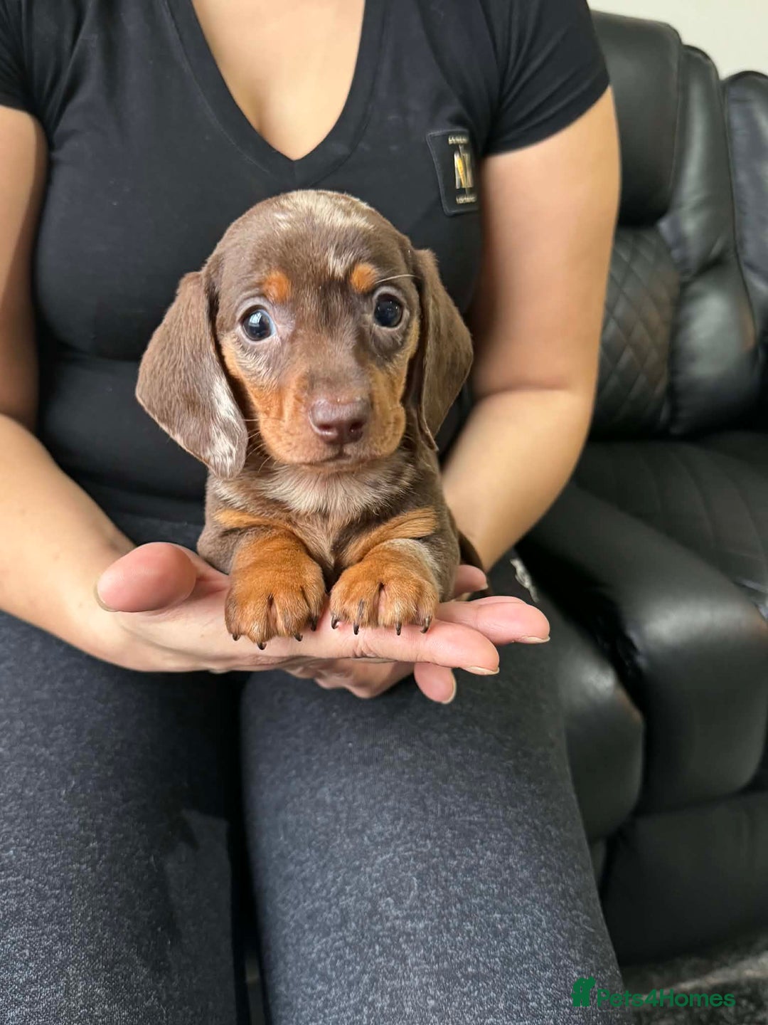Dachshund dogs for sale: Miniature Dachshund puppies - Advert 20