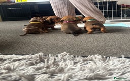 Dachshund dogs for sale: Beautiful dachshund puppies  - Image 24