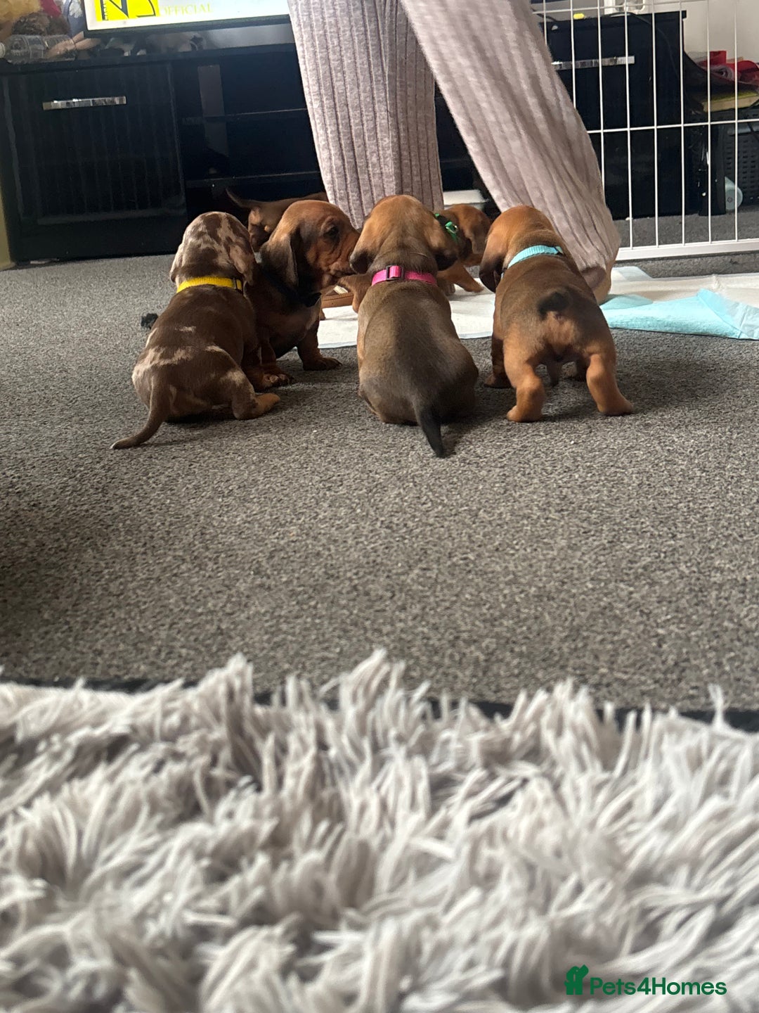 Dachshund dogs for sale: Beautiful dachshund puppies  - Image 24