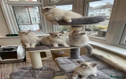 Ragdoll cats for sale: Beautiful Ragdoll kittens - Advert 5