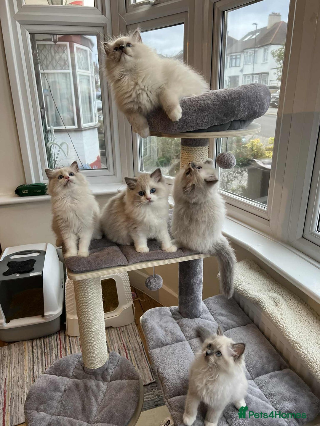 Ragdoll cats for sale: Beautiful Ragdoll kittens - Advert 5