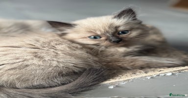 Ragdoll cats - Advert 10