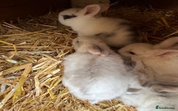 Mini Lop rabbits for sale: Mini pop baby rabbits - Advert 3
