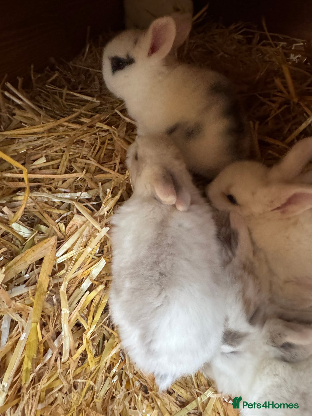 Mini Lop rabbits for sale: Mini pop baby rabbits - Advert 3