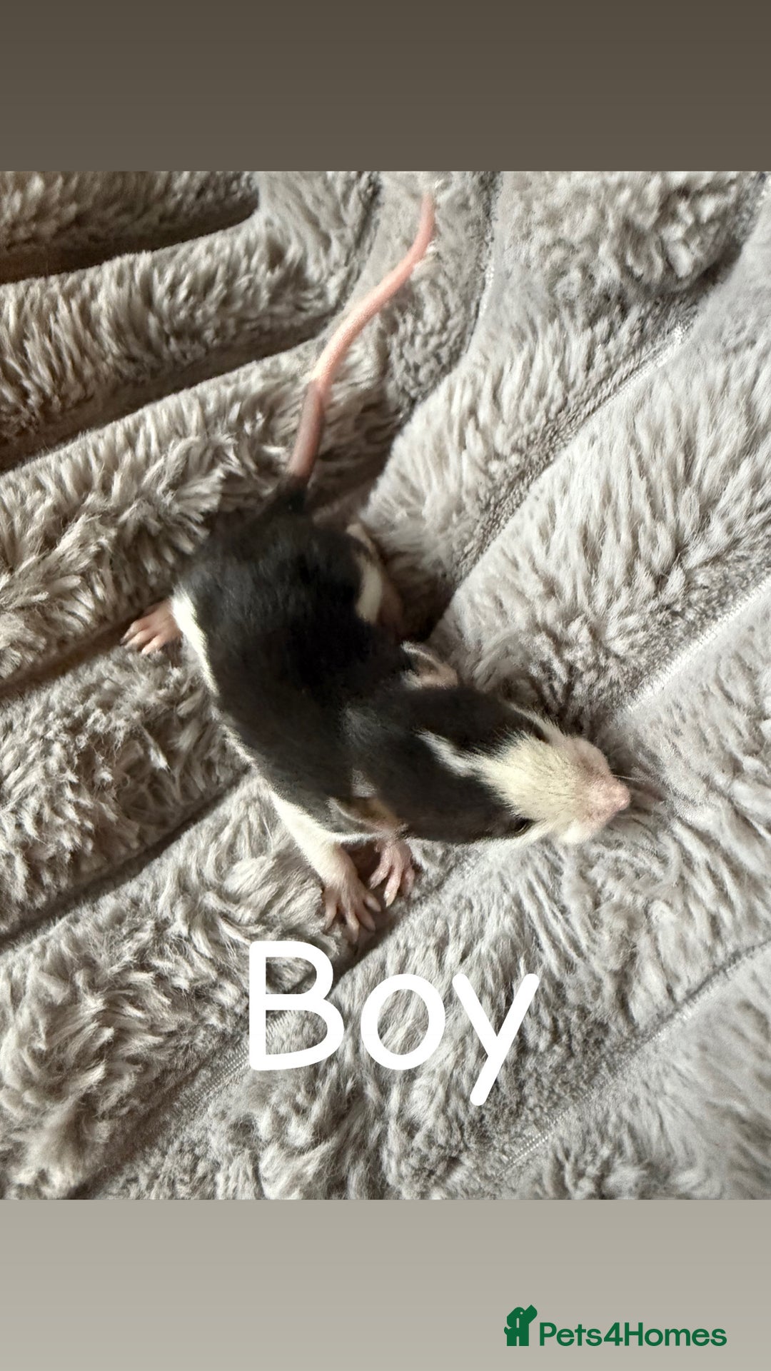 Rat rodents for sale: Baby rats mixed  - Advert 14