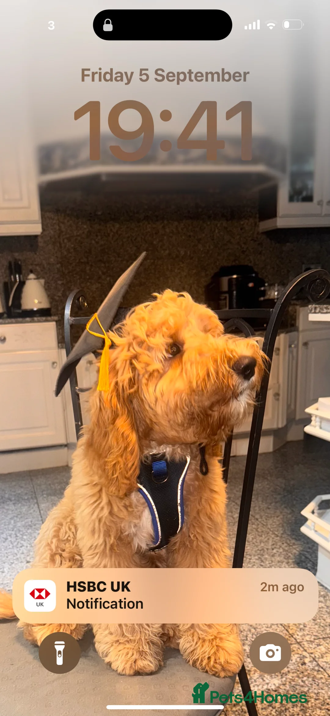 Australian Labradoodle dogs for sale: Adorable Australian labradoodle  - Advert 9