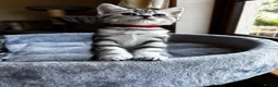 British Shorthair cats for sale: 💙❤️ GORGEOUS PEDIGREE SILVER TABBY BSH ❤️💙 - Advert 15