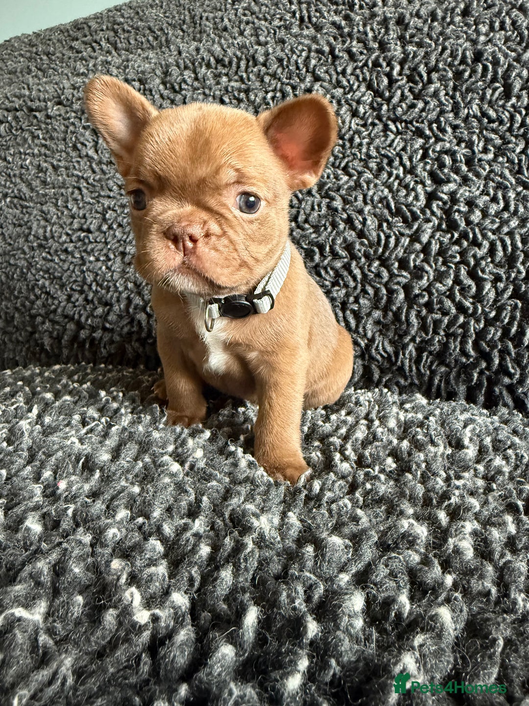 French Bulldog dogs for sale: French Bulldog Puppies. Rojo, New Shade, Isabella. - Advert 8