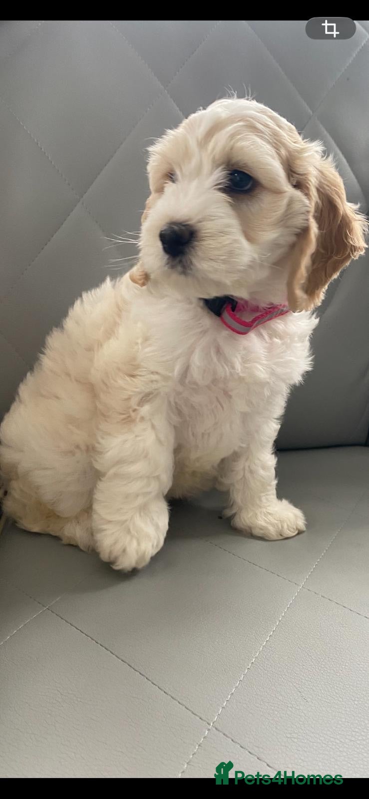 Cockapoo dogs Cockapoo puppies for sale - Advert 1