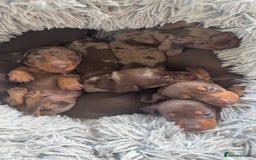 Miniature Dachshund dogs for sale: 4 miniature dachshund  - Image 4