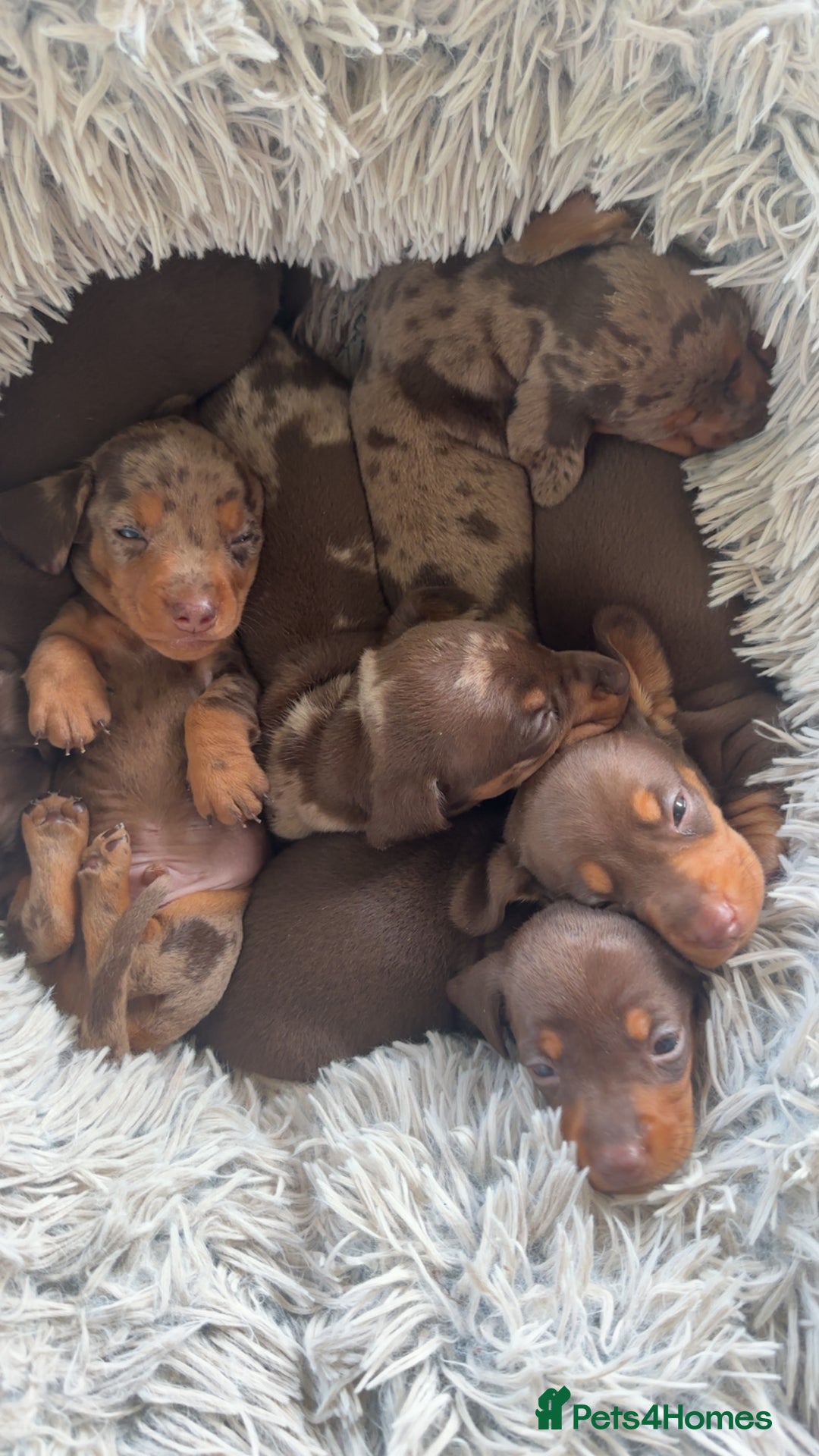 Miniature Dachshund dogs for sale: 4 miniature dachshund  - Image 4