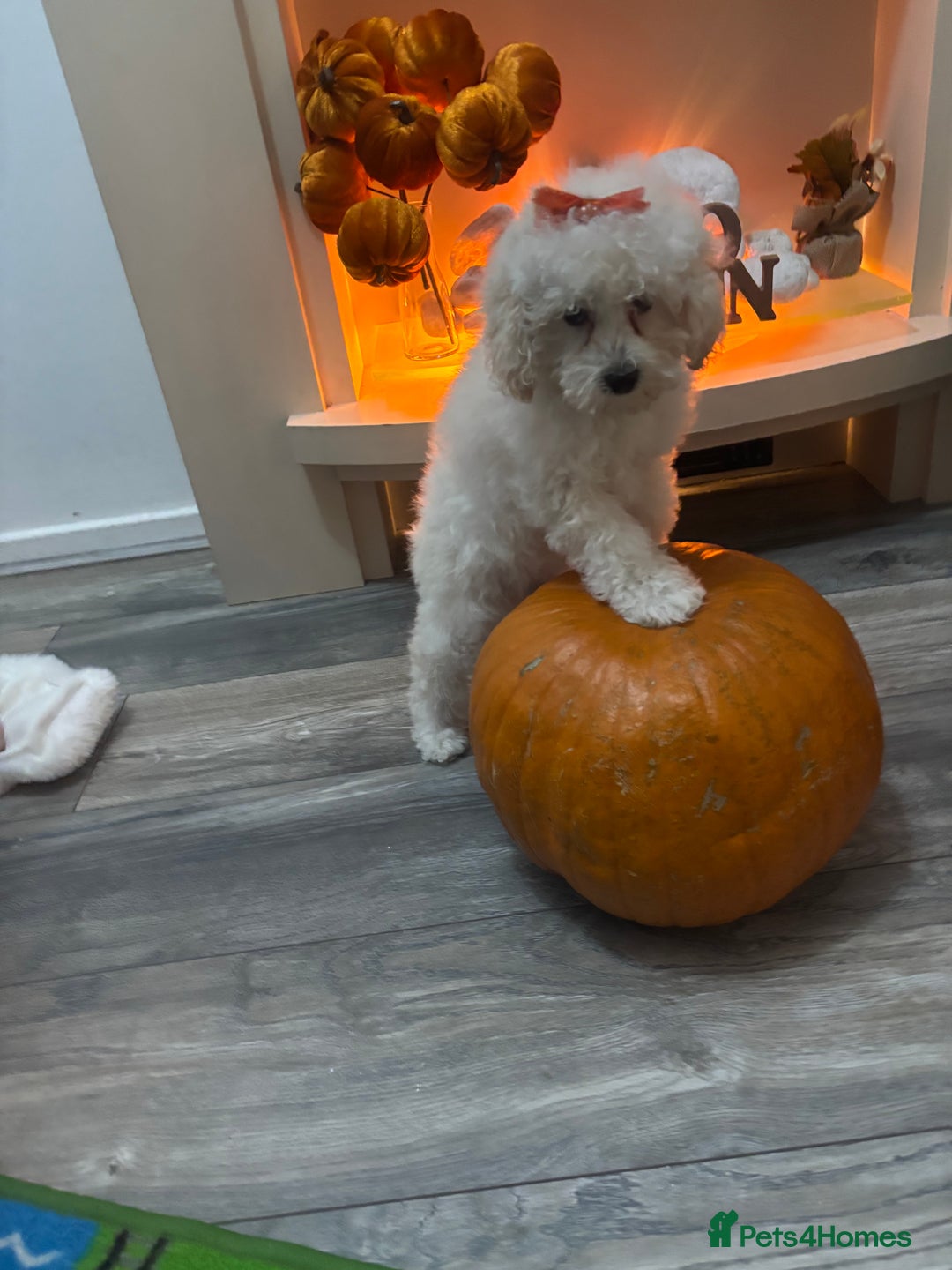 Toy Poodle dogs for stud: POSHLICIOUS'S POSH CRÈME aka Loui - Advert 14