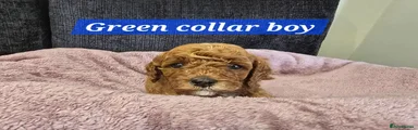 Green Collar boy